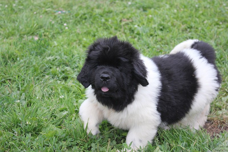 Фотография № 210133