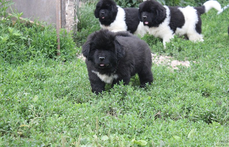 Фотография № 210135