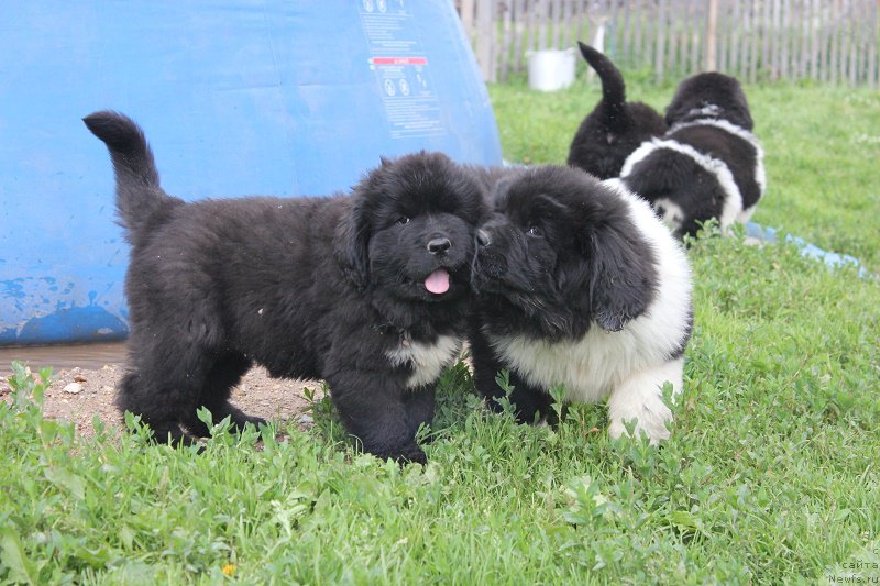 Фотография № 210137