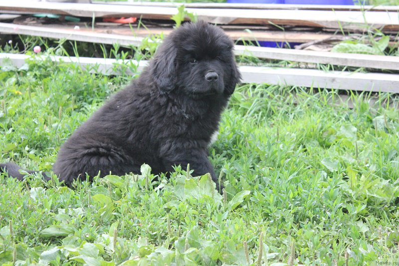 Фотография № 210138