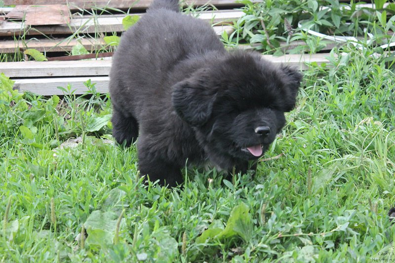 Фотография № 210139