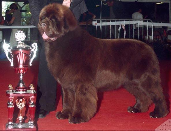 Фото: ньюфаундленд Bright Hope Matiss de L'Etoile de Cyrice