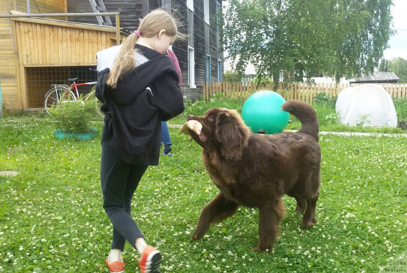 Фото: ньюфаундленд Браунблад МСК Сидни Свитин Санлайт