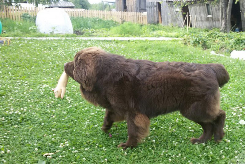Фото: ньюфаундленд Браунблад МСК Сидни Свитин Санлайт