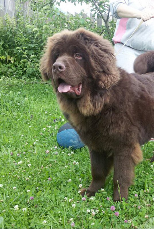 Фото: ньюфаундленд Браунблад МСК Сидни Свитин Санлайт