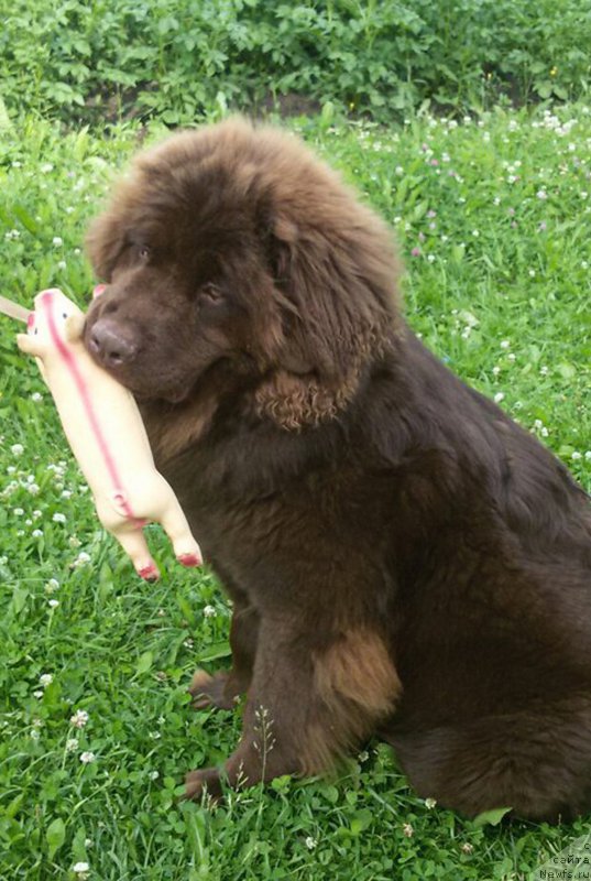 Фото: ньюфаундленд Браунблад МСК Сидни Свитин Санлайт