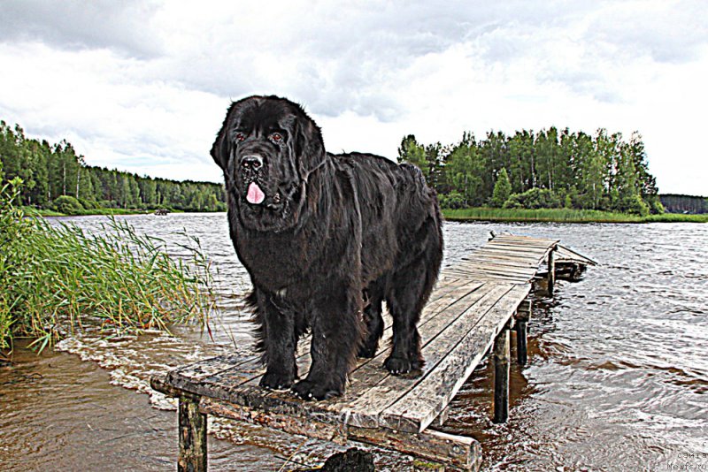 Фото: ньюфаундленд Акватория Келвин Яуза (Aquatoriya Kelvin Yauza)