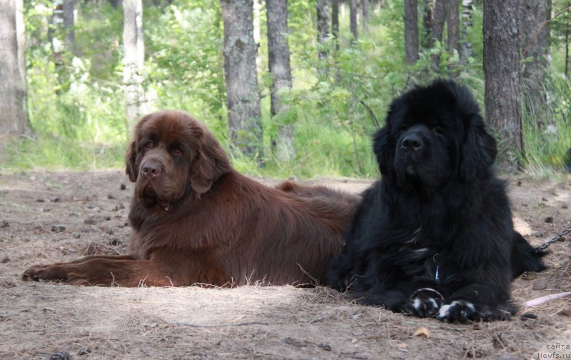 Фото: ньюфаундленд Ньюфорт Азет Абайя, ньюфаундленд Фанньюф Авалон (Funnewf Avalon)