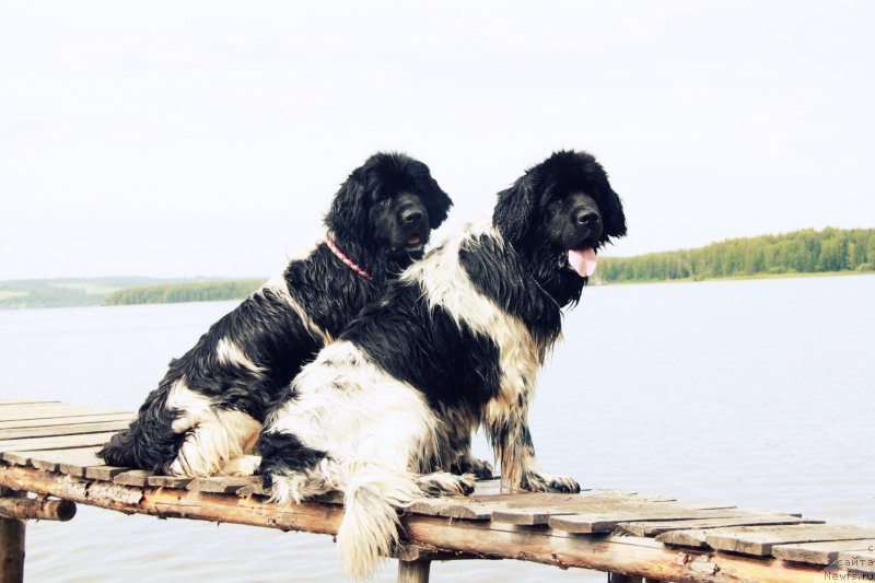 Фото: ньюфаундленд Плюшевая Панда Ла Белла, ньюфаундленд Аквиан Сонг Кисс Фром Роуз (Akvian Song Kiss from Rouz)