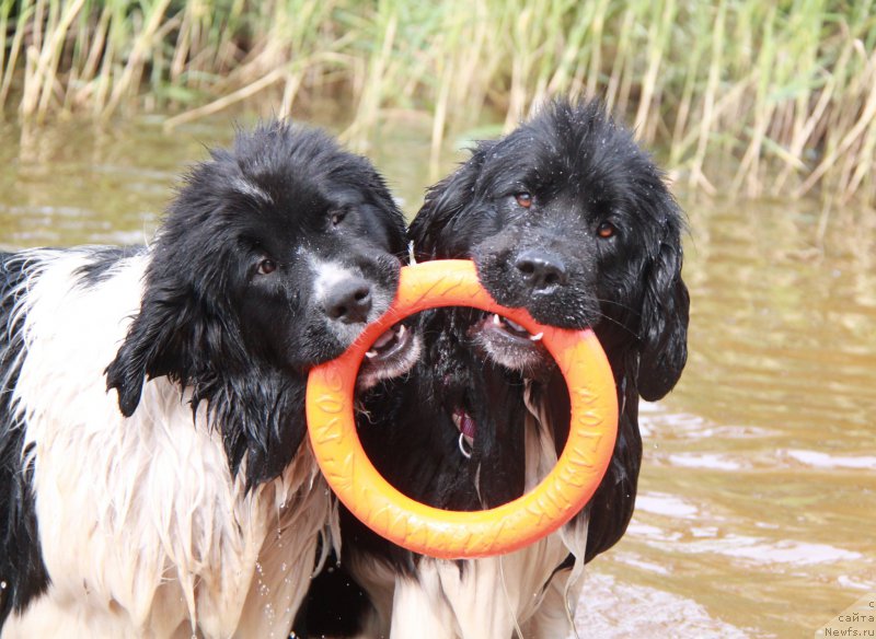 Фото: ньюфаундленд Аквиан Сонг Розмари (Akvian Song Rosemary), ньюфаундленд Аквиан Сонг Кисс Фром Роуз (Akvian Song Kiss from Rouz)