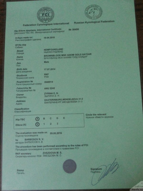 Фото: ньюфаундленд Браунблад МСК Хаким Голд Хайдар (Brownblood MSK Hakim Gold Haydar)