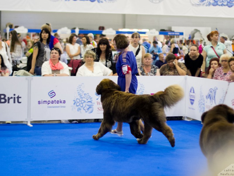 Фото: ньюфаундленд Браунблад МСК Хаким Голд Хайдар (Brownblood MSK Hakim Gold Haydar)