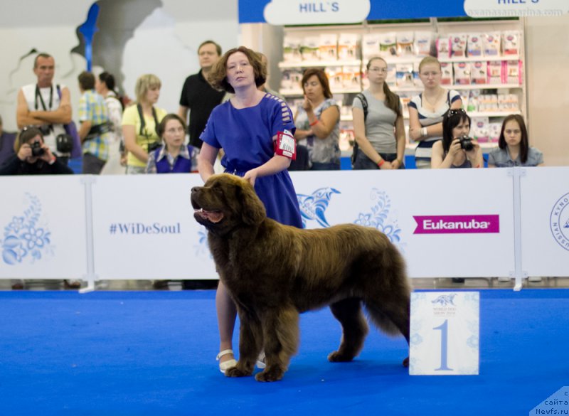 Фото: ньюфаундленд Браунблад МСК Хаким Голд Хайдар (Brownblood MSK Hakim Gold Haydar)