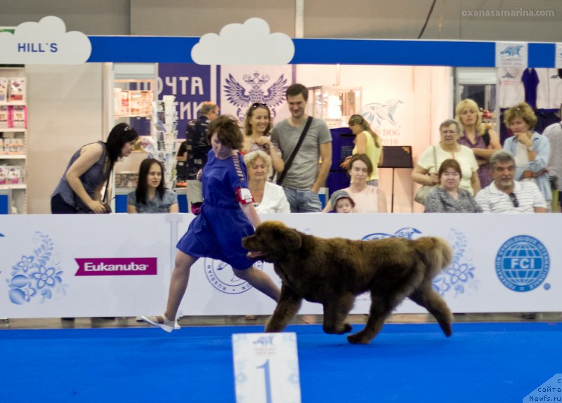 Фото: ньюфаундленд Браунблад МСК Хаким Голд Хайдар (Brownblood MSK Hakim Gold Haydar)
