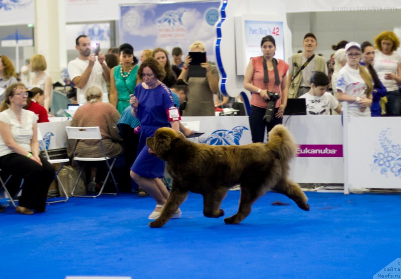 Фото: ньюфаундленд Браунблад МСК Хаким Голд Хайдар (Brownblood MSK Hakim Gold Haydar)