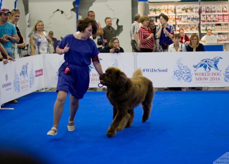 Фото: ньюфаундленд Браунблад МСК Хаким Голд Хайдар (Brownblood MSK Hakim Gold Haydar)