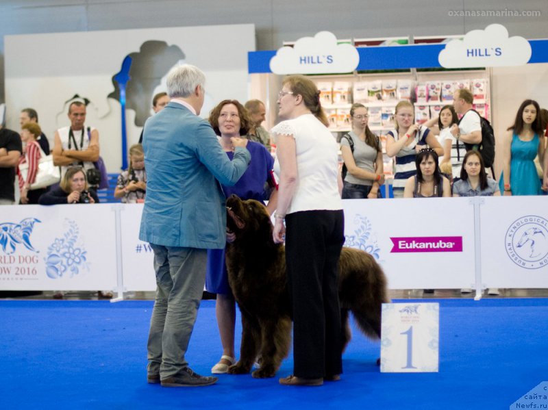 Фото: ньюфаундленд Браунблад МСК Хаким Голд Хайдар (Brownblood MSK Hakim Gold Haydar)