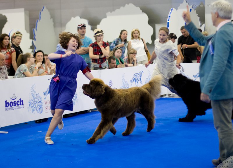Фото: ньюфаундленд Браунблад МСК Хаким Голд Хайдар (Brownblood MSK Hakim Gold Haydar)