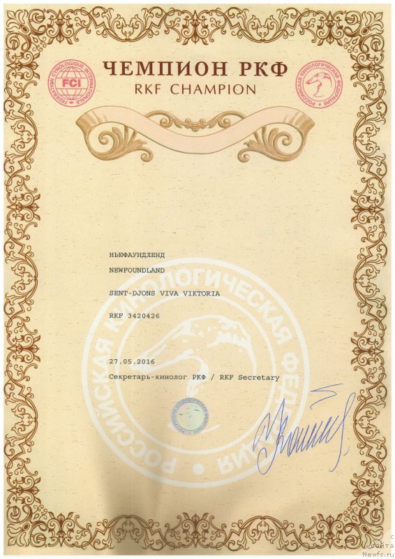 Фото: ньюфаундленд Сент Джонс Вива Виктория (Sent Djons Viva Viktoria)