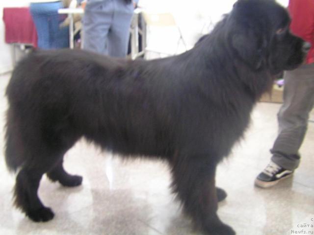 Фото: Weishiji of Beijing Public Kennel. 
CKU-50000132/08