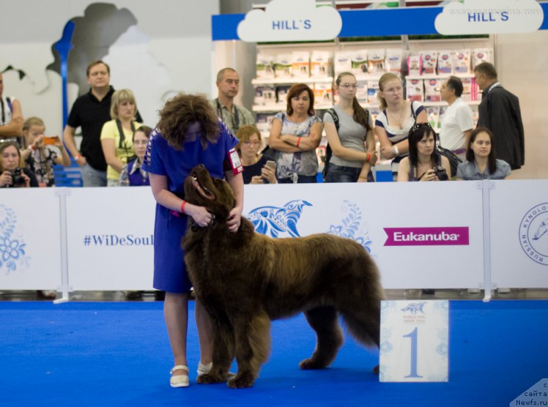 Фото: ньюфаундленд Браунблад МСК Хаким Голд Хайдар (Brownblood MSK Hakim Gold Haydar)