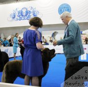 Фото: ньюфаундленд Браунблад МСК Хаким Голд Хайдар (Brownblood MSK Hakim Gold Haydar)