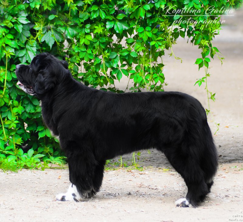 Фото: ньюфаундленд Аквиан Сонг Леди Ин Блэк