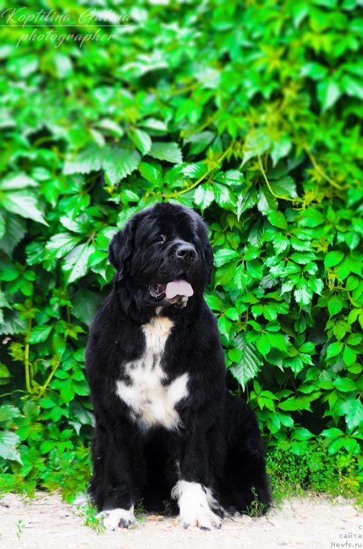 Фото: ньюфаундленд Аквиан Сонг Леди Ин Блэк