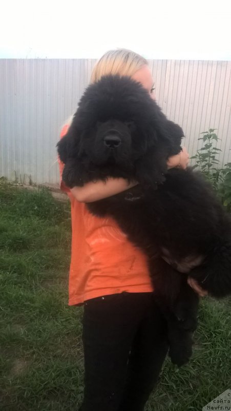 Фото: ньюфаундленд Супер Премиум Цюрих для Кипер Соул (Super Premium Zurich for Keeper Soul)