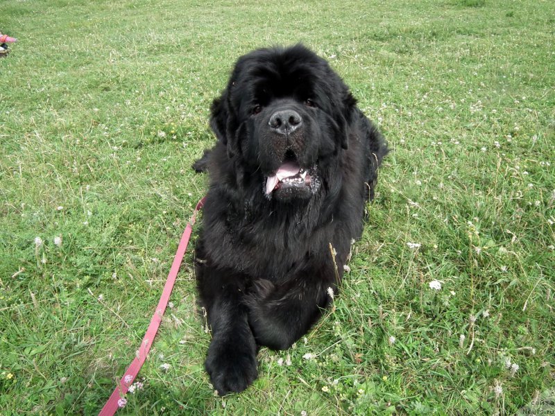 Фото: ньюфаундленд Белкондер-Клаб Я Бурбон