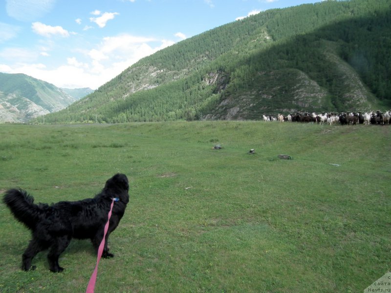 Фото: ньюфаундленд Белкондер-Клаб Я Бурбон