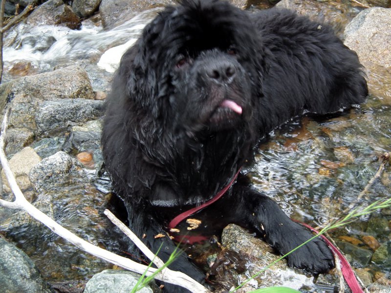 Фото: ньюфаундленд Белкондер-Клаб Я Бурбон