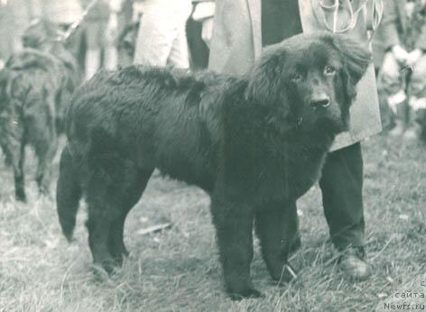 Фото: ньюфаундленд Платон Бикар