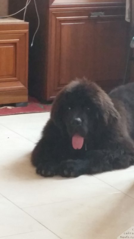 Фото: ньюфаундленд Сатурн Ван Хельсинг