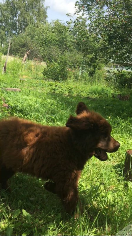 Фото: ньюфаундленд Браунблад МСК Бьярт Арчибальд
