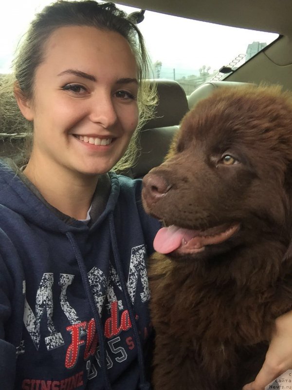 Фото: ньюфаундленд Браунблад МСК Бьярт Арчибальд