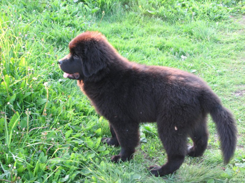 Фото: ньюфаундленд Саиф Созвездие Ориона