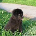 Фото: ньюфаундленд Саиф Созвездие Ориона