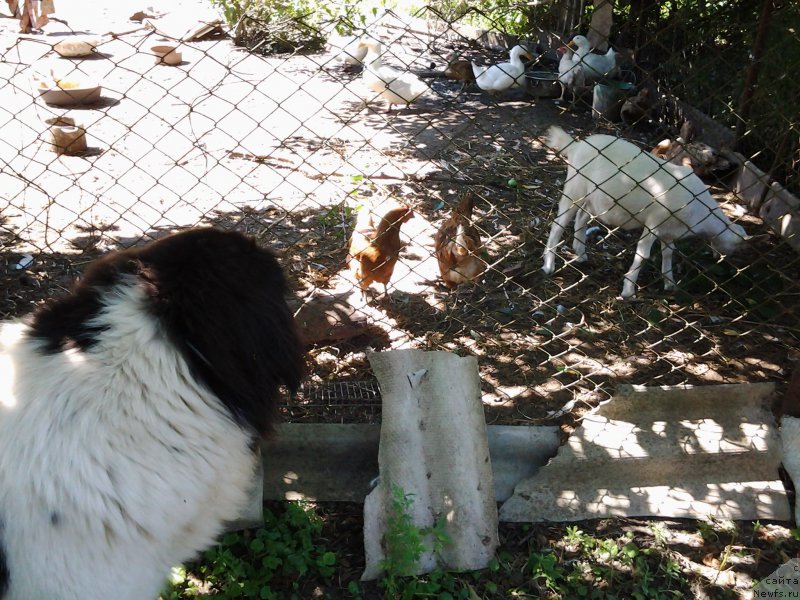 Фото: ньюфаундленд Дар Богов фром Рашн Беар
