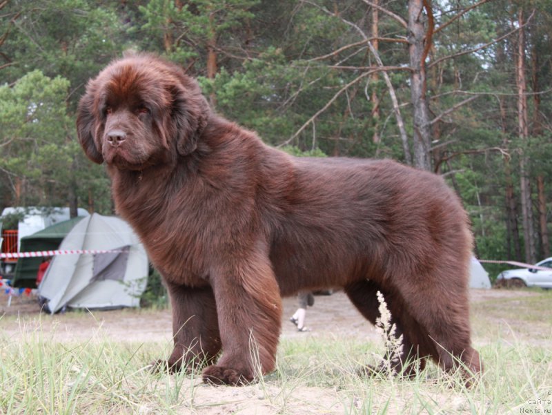 Фото: ньюфаундленд Ньюфорт Вивиан