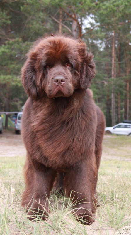 Фото: ньюфаундленд Ньюфорт Вивиан