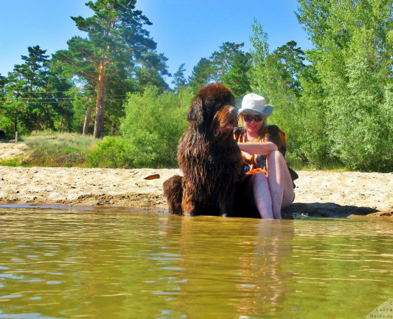 Фото: ньюфаундленд Фактурный Фрукт с Берега Дона (Fakturnyi Frukt s Berega Dona)