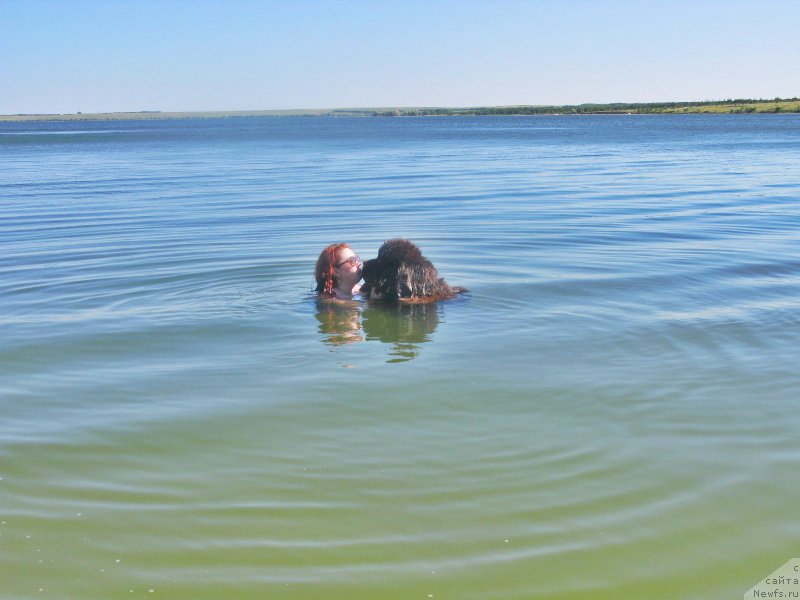 Фото: ньюфаундленд Фактурный Фрукт с Берега Дона (Fakturnyi Frukt s Berega Dona)