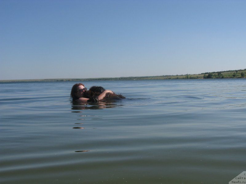 Фото: ньюфаундленд Фактурный Фрукт с Берега Дона (Fakturnyi Frukt s Berega Dona)