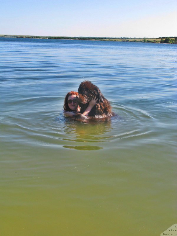 Фото: ньюфаундленд Фактурный Фрукт с Берега Дона (Fakturnyi Frukt s Berega Dona)