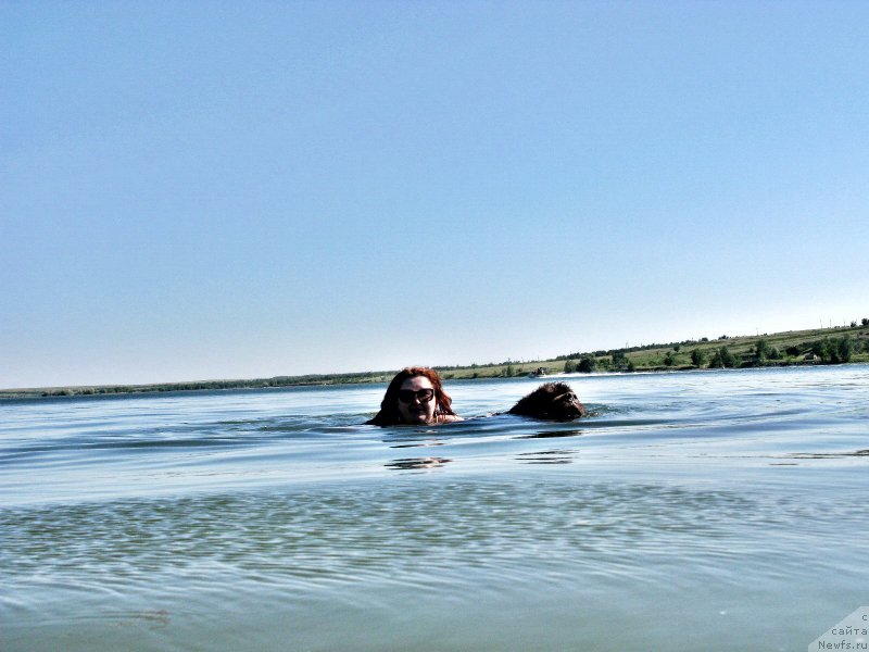 Фото: ньюфаундленд Фактурный Фрукт с Берега Дона (Fakturnyi Frukt s Berega Dona)