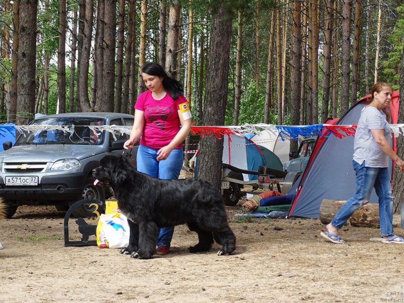 Фото: ньюфаундленд Ньюфорт Азет Абайя