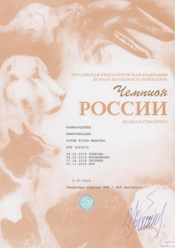 Фото: ньюфаундленд Супер Бизон Маэстро (Super Bizon Maestro)