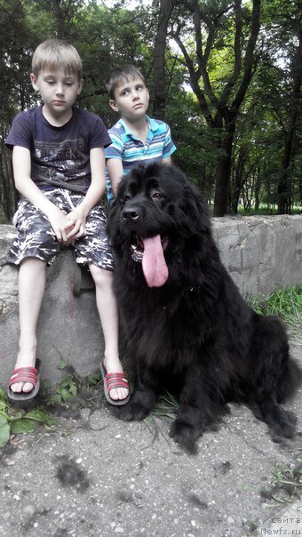 Фото: ньюфаундленд Черный Балу Делли