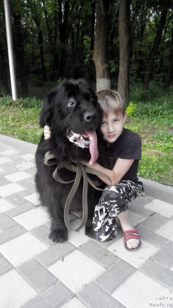 Фото: ньюфаундленд Черный Балу Делли